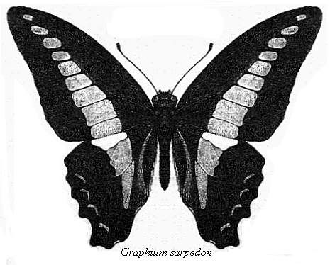 File:Graphium sarpedon bingham.jpg