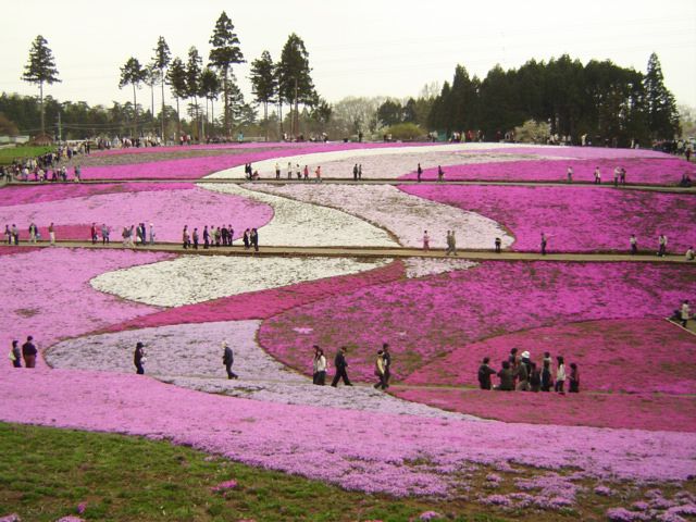 File:Hitsujiyama-park Phlox subulata 2005.jpg