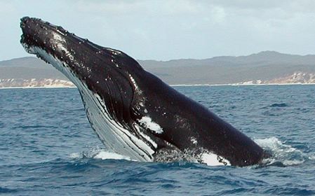 File:Humpback Whale fg1 cropped.JPG