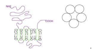 File:Ionophore receptor.jpg