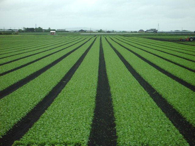 File:Lettuce - geograph.org.uk - 173626.jpg