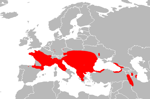 File:Mapa Zamenis longissimus.png