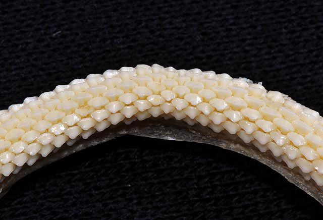 File:Mustelus canis upper teeth.jpg