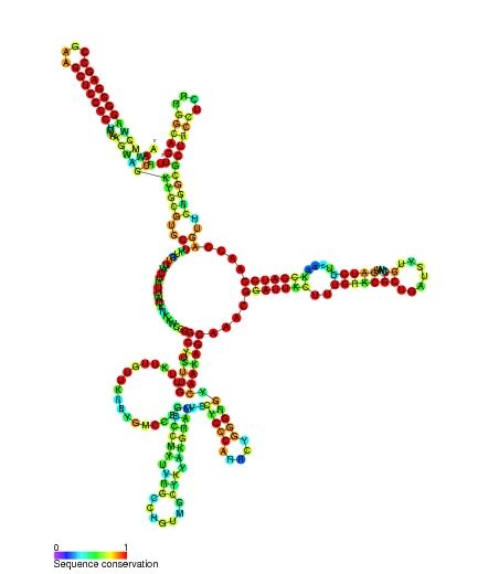 File:P29 secondary structure.jpg