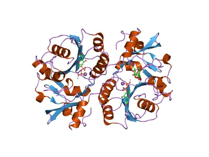 File:PDB 1fgg EBI.jpg