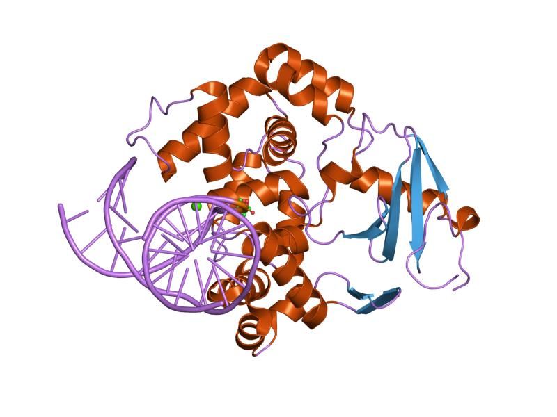 File:PDB 1fn7 EBI.jpg