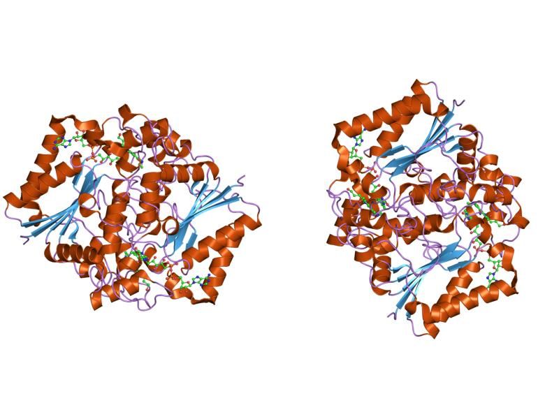 File:PDB 1gg5 EBI.jpg