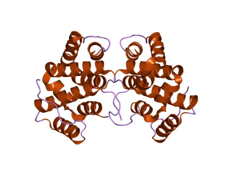 File:PDB 1mhq EBI.jpg