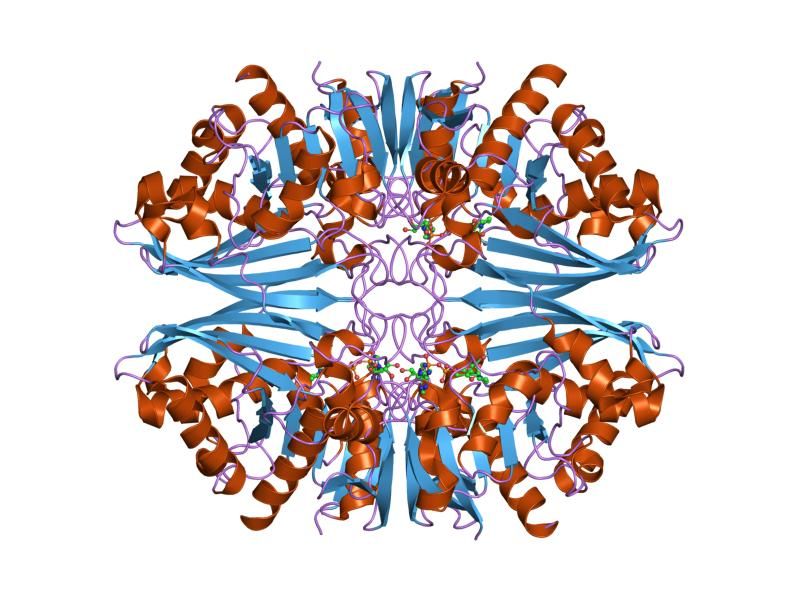 File:PDB 1u8f EBI.jpg