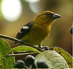 File:Piranga leucoptera (female) 1.jpg