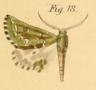 File:Pl.2-18-Argyrophora bifasciata=Drepanogynis bifasciata (Dewitz, 1881).JPG