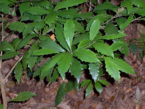 File:Polyosma cunninghamii at Mount Banda Banda.jpg