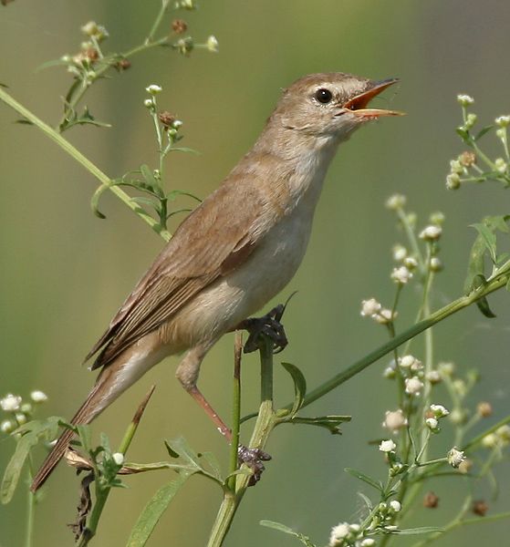 File:Sykes's Warbler (Hippolais rama) W IMG 6807.jpg