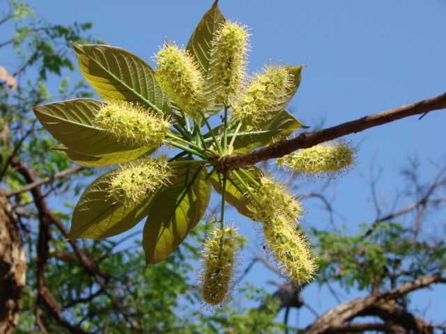 File:Terminalia argentea.jpg