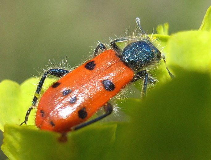 File:Trichodes octopunctatus bl.jpg