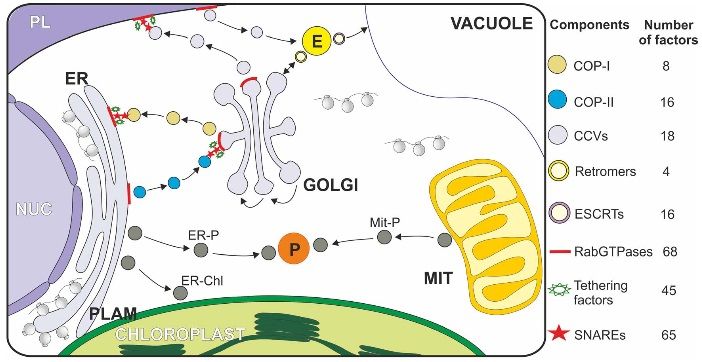 File:VesiclesPlantsc.jpg