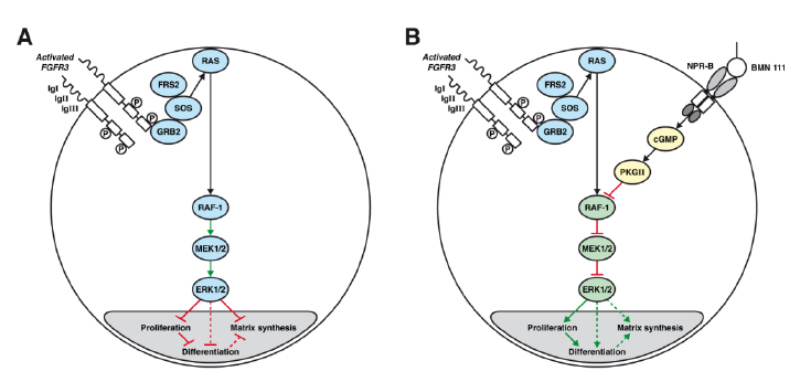 File:Vosoritide mechanism.png