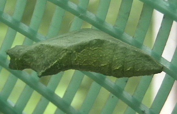 File:Vv lime pupa.jpg