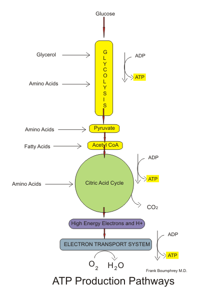 File:Aerobic pathways.png