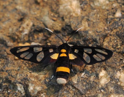 File:Amata sperbius.jpg