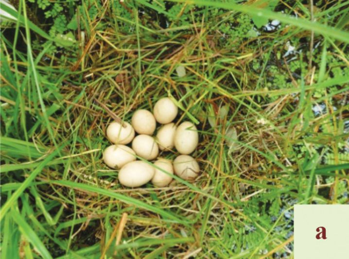 File:Aythya baeri eggs.jpg