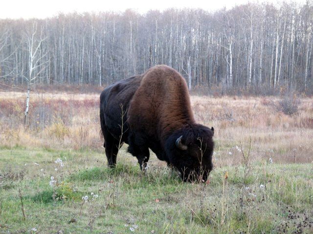 File:Bison Elk Island.jpg