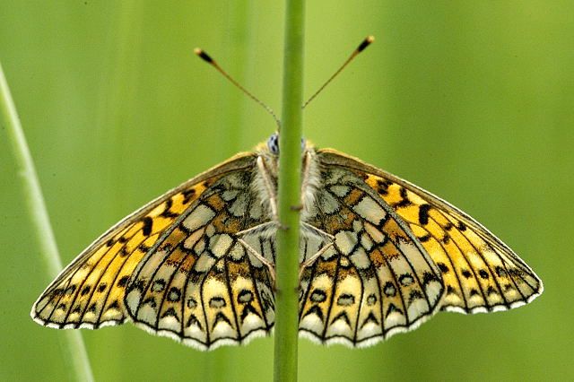 File:Boloria.eunomia.2.jpg