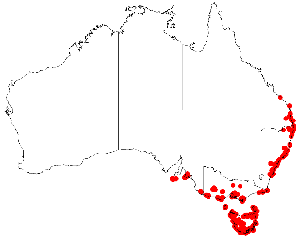 File:Boronia parvifloraDistMap88.png