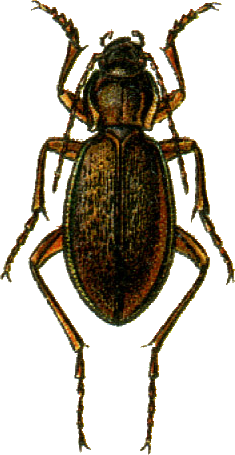 File:Carabus henningi Jacobson.png