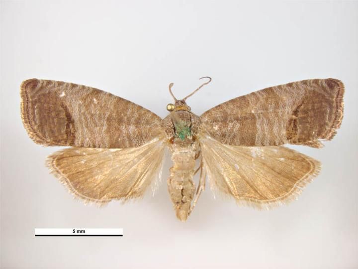 File:Cydia pomonella male dorsal.jpg