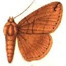 File:Dysgonia similis.JPG