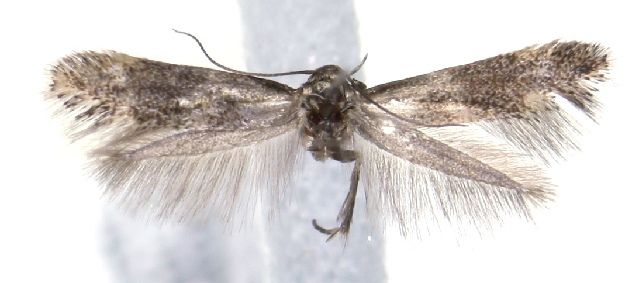 File:Elachista krogeri.JPG