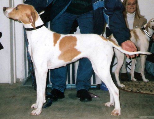 File:English Pointer orange-white.jpg