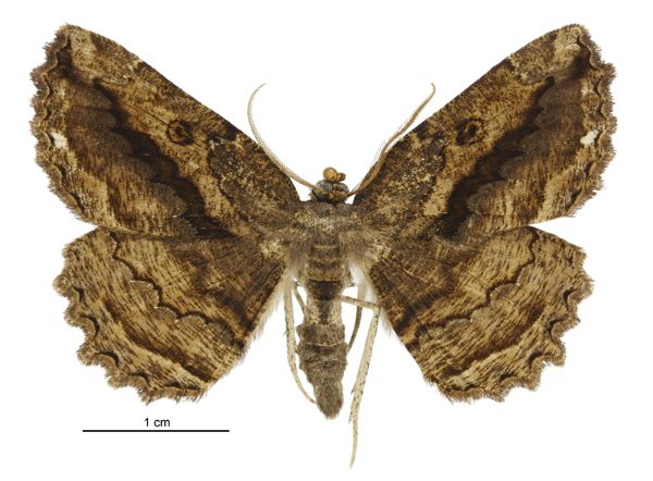 File:Gellonia pannularia male.jpg