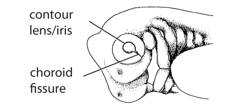 File:H4. Contour lens-iris (V08d).png