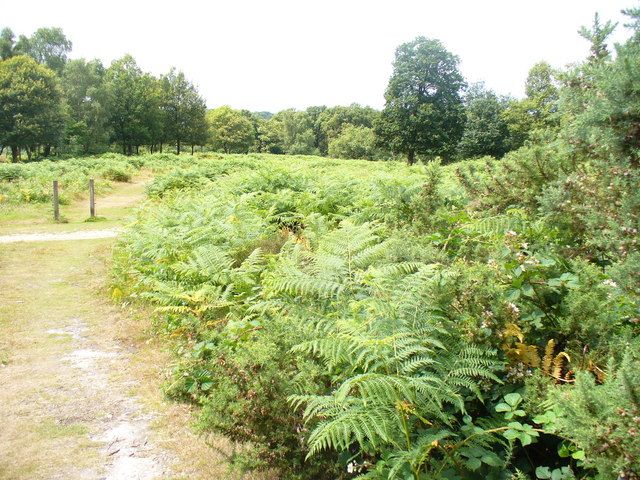 File:Headley Heath - geograph.org.uk - 1396316.jpg