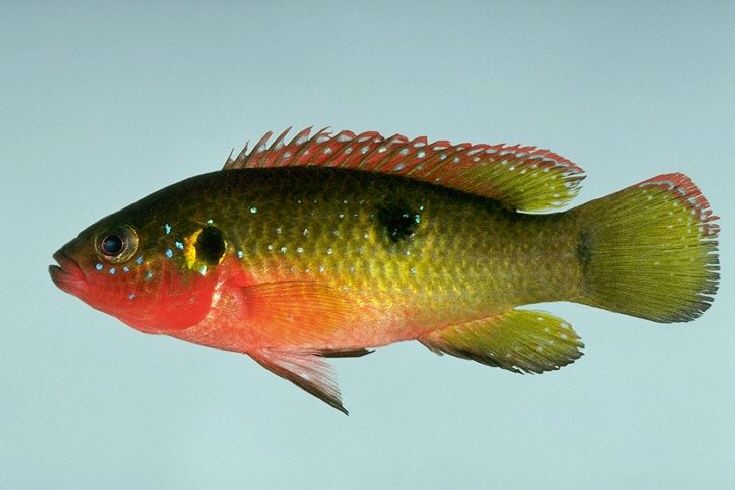 File:Hemichromis letourneauxi.jpg