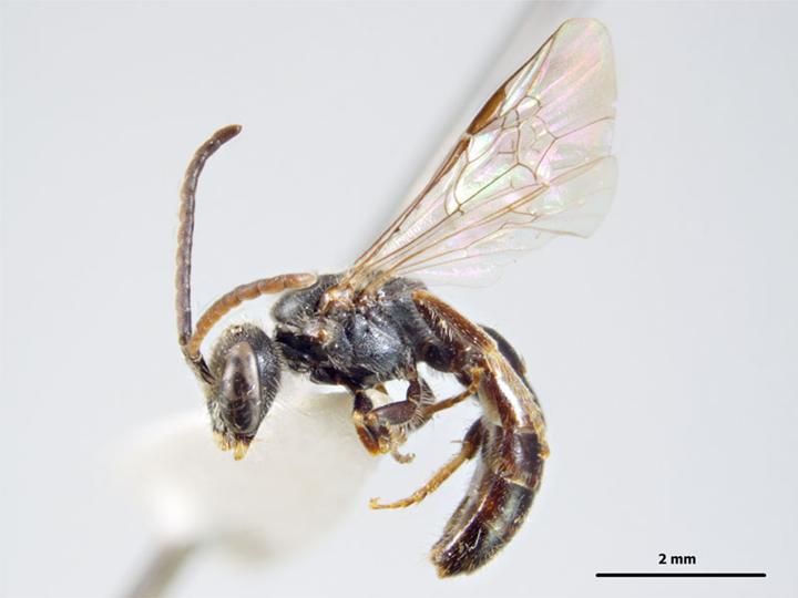 File:Lasioglossum sordidum m.jpg