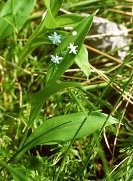 File:Maianthemum trifolium NPS-1.jpg