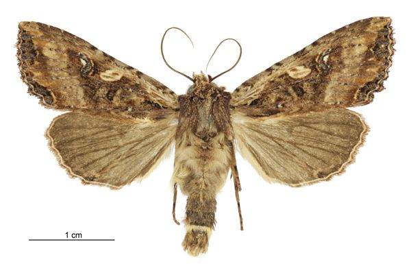 File:Meterana stipata male.jpg