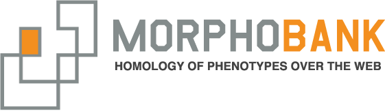 File:MorphoBank logo.png