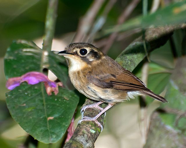 File:PATINHO (Platyrinchus mystaceus).jpg