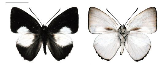 File:Philiris petriei dorsal and ventral.jpg