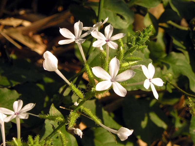 File:Plumbago zeylanica1MTFL.jpg