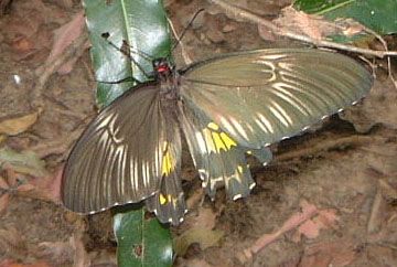 File:SL60butterfly.jpg