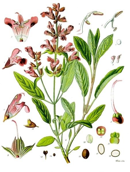 File:Salvia officinalis - Köhler–s Medizinal-Pflanzen-126.jpg