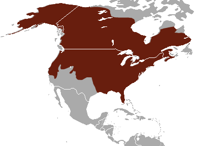 File:American Mink area.png