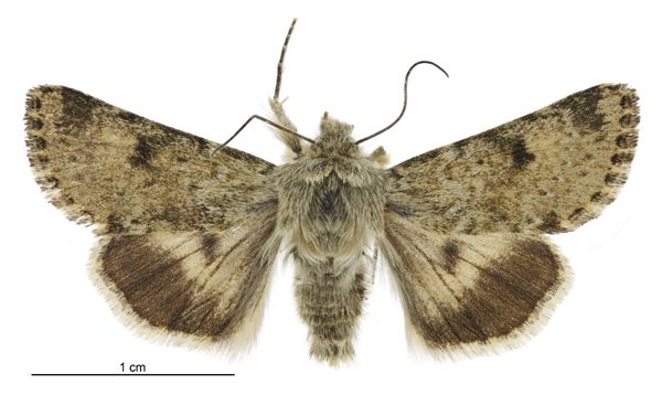 File:Australothis volatilis male.jpg