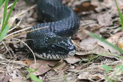 File:Black Rat Snake, Face.jpg