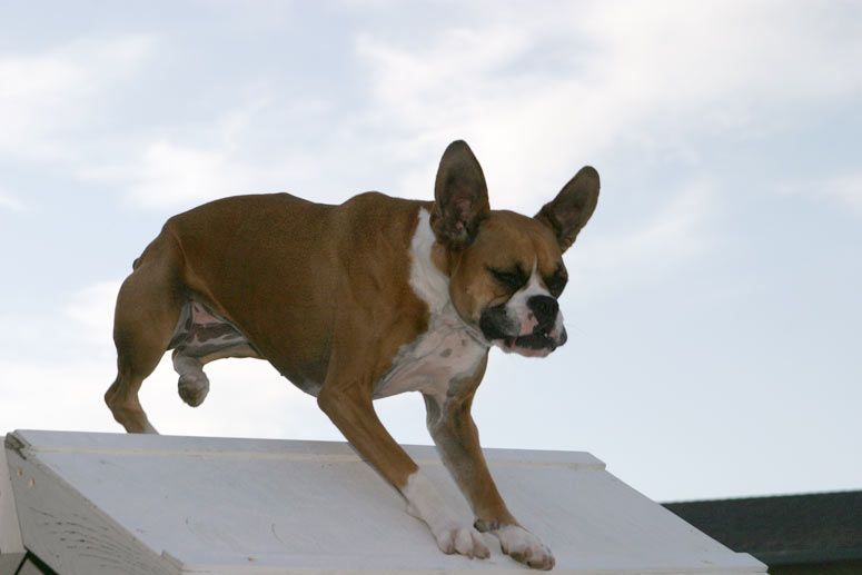 File:Boxer agility A-frame.jpg